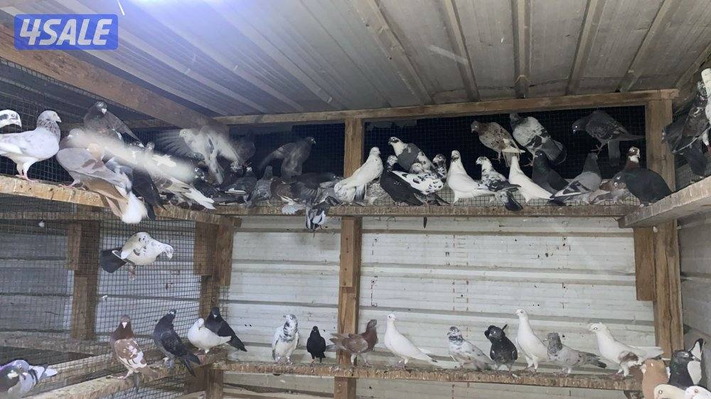 حمام دشاشي أحجام طيبه وشرط الصح1