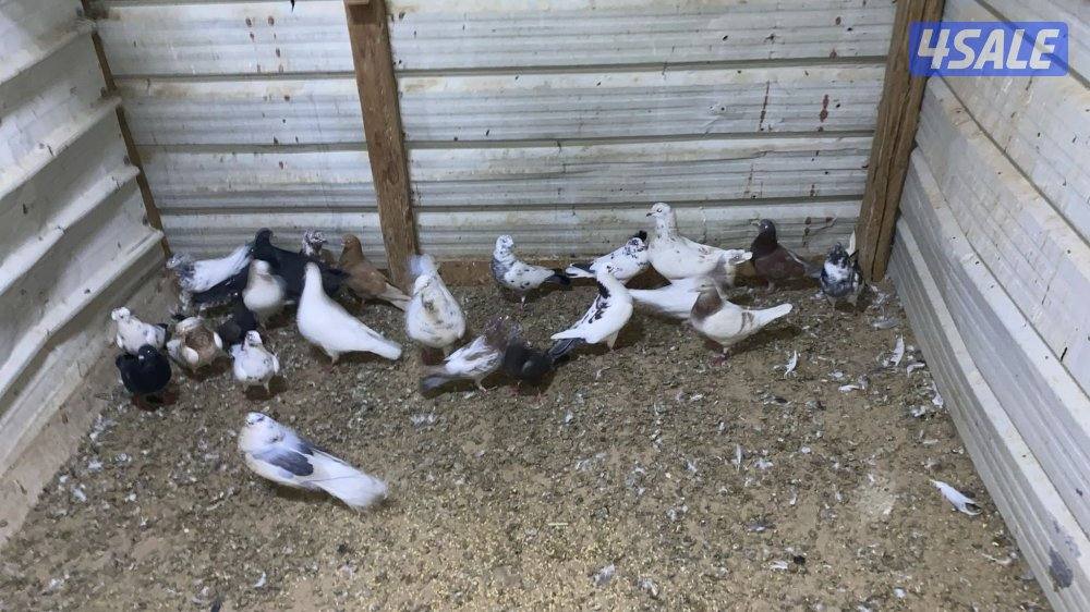 حمام دشاشي أحجام طيبه وشرط الصح0