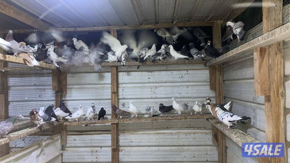 حمام دشاشي أحجام طيبه وشرط الصح2