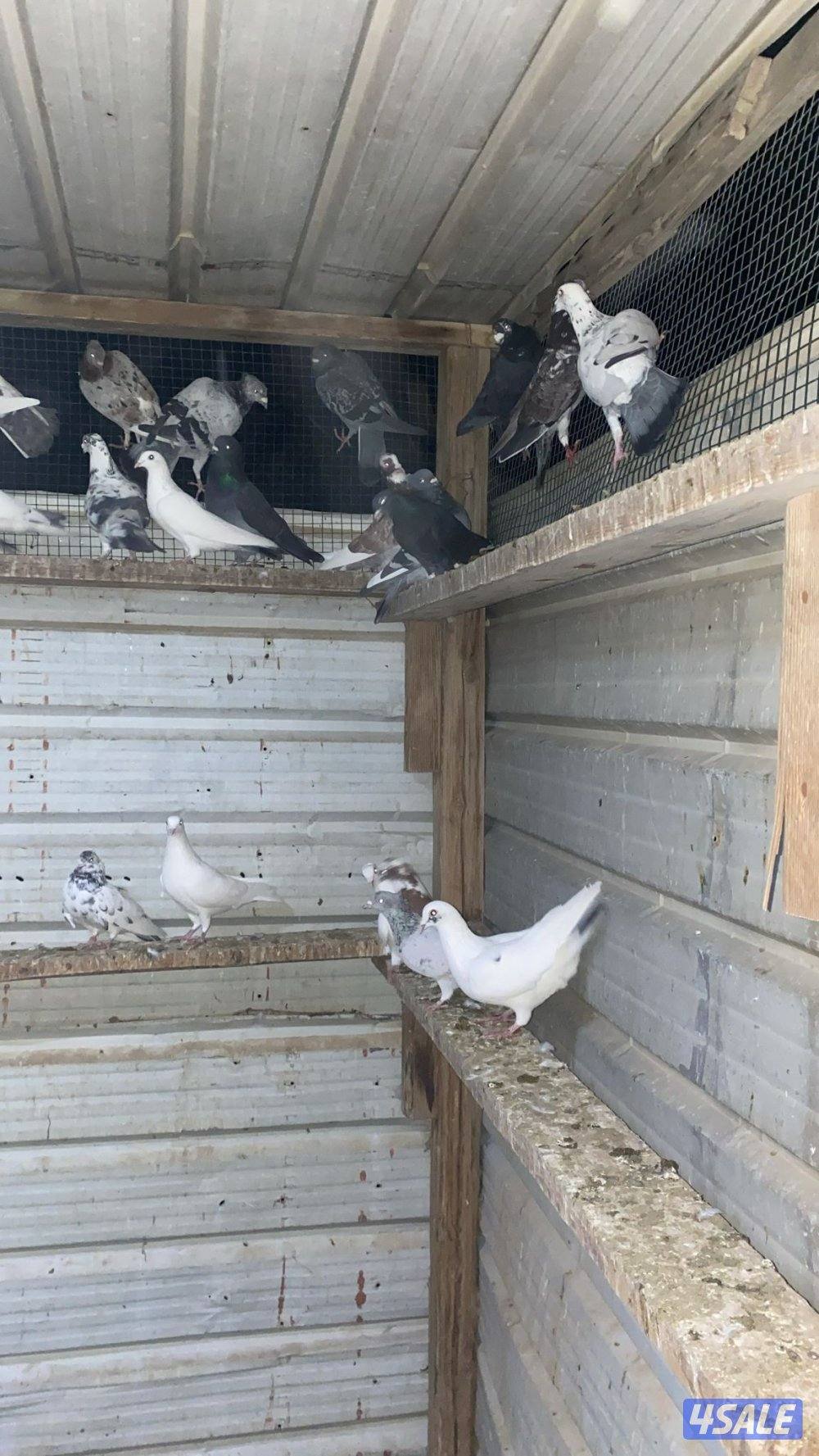 حمام دشاشي أحجام طيبه وشرط الصح4