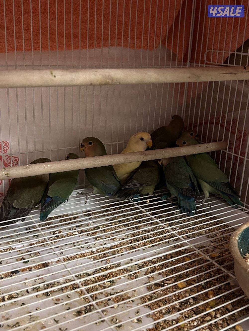 طبات لوفبيرد1