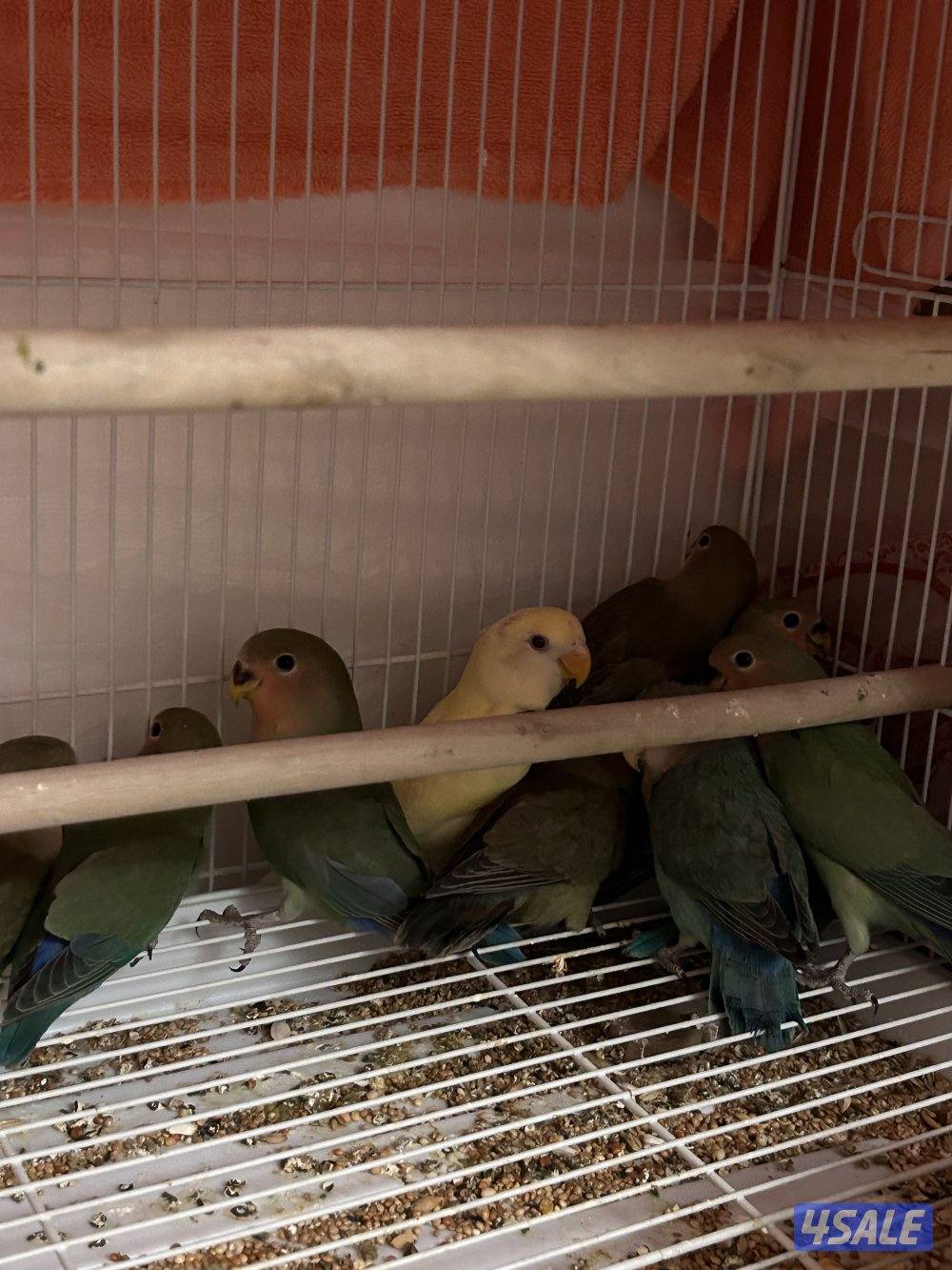 طبات لوفبيرد2