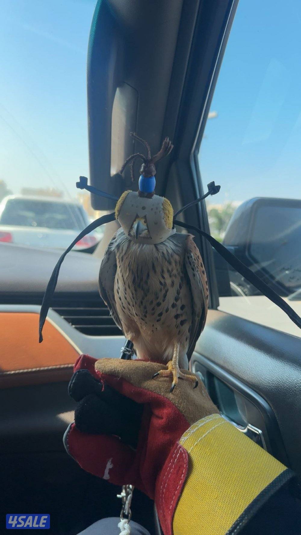 طير مو مدرب مع أغراضه كاملة1