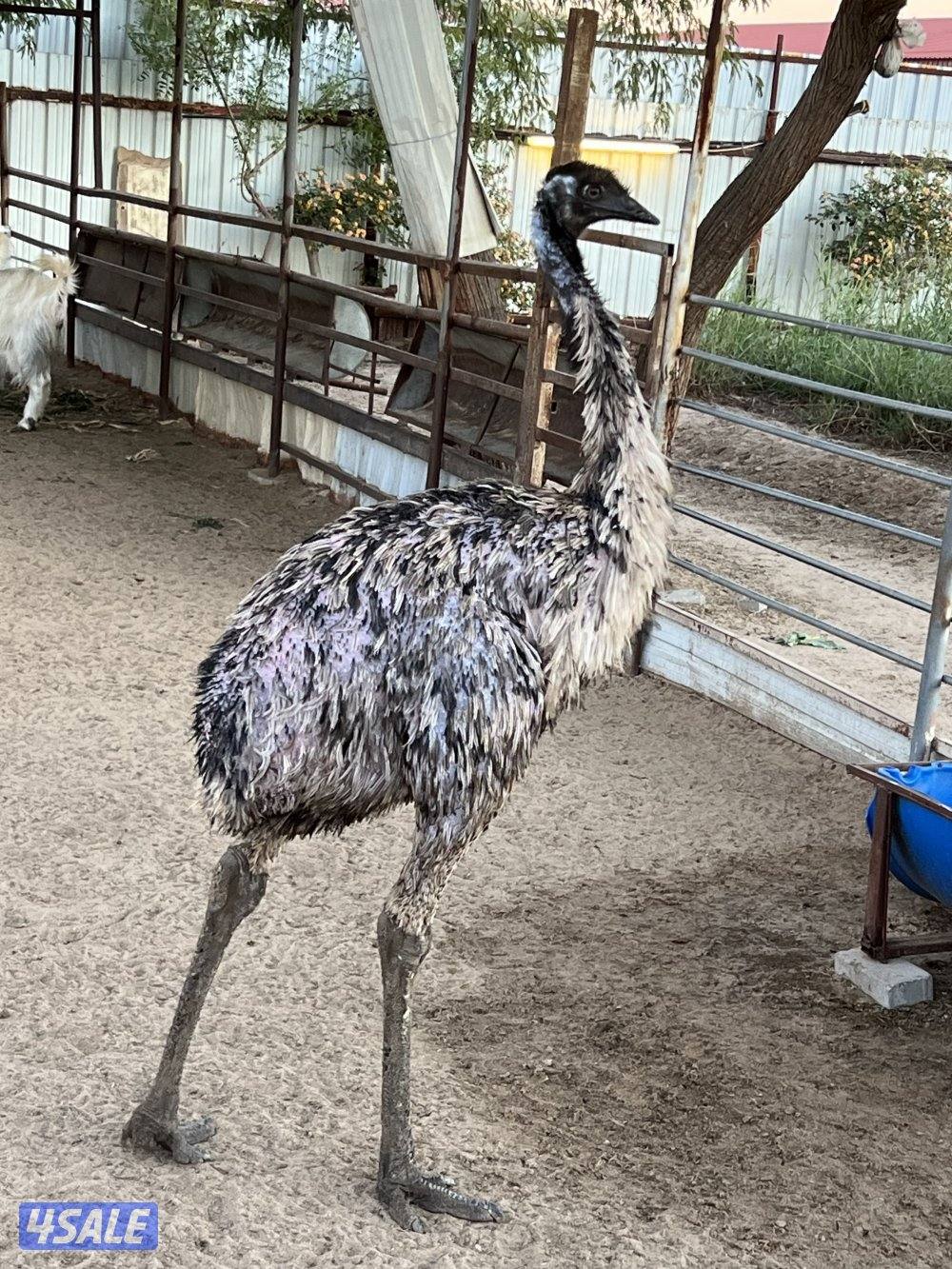 للبيع نعامه عمرها سنه  ذكر حق الاكل ممتازه وحق التربيه بعد تنفع هاديه0