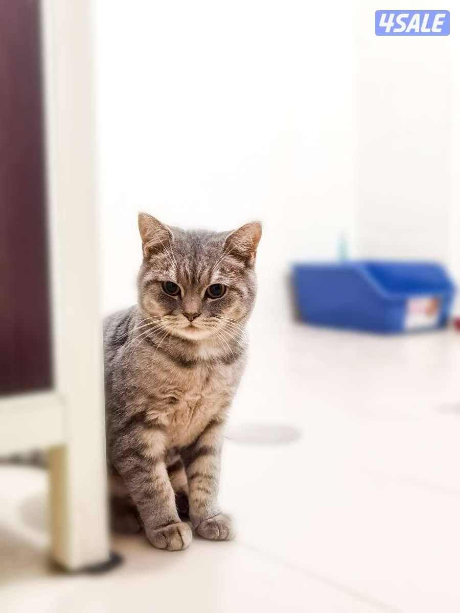 للتبني قطو عمره ٦ اشهر و مطعم نوعه برتش شورت هير و لونه نادر1