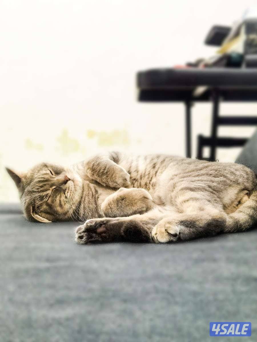 للتبني قطو عمره ٦ اشهر و مطعم نوعه برتش شورت هير و لونه نادر0