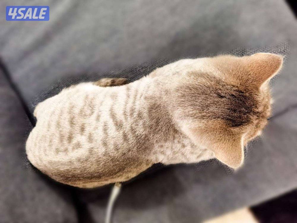 للتبني قطو عمره ٦ اشهر و مطعم نوعه برتش شورت هير و لونه نادر3