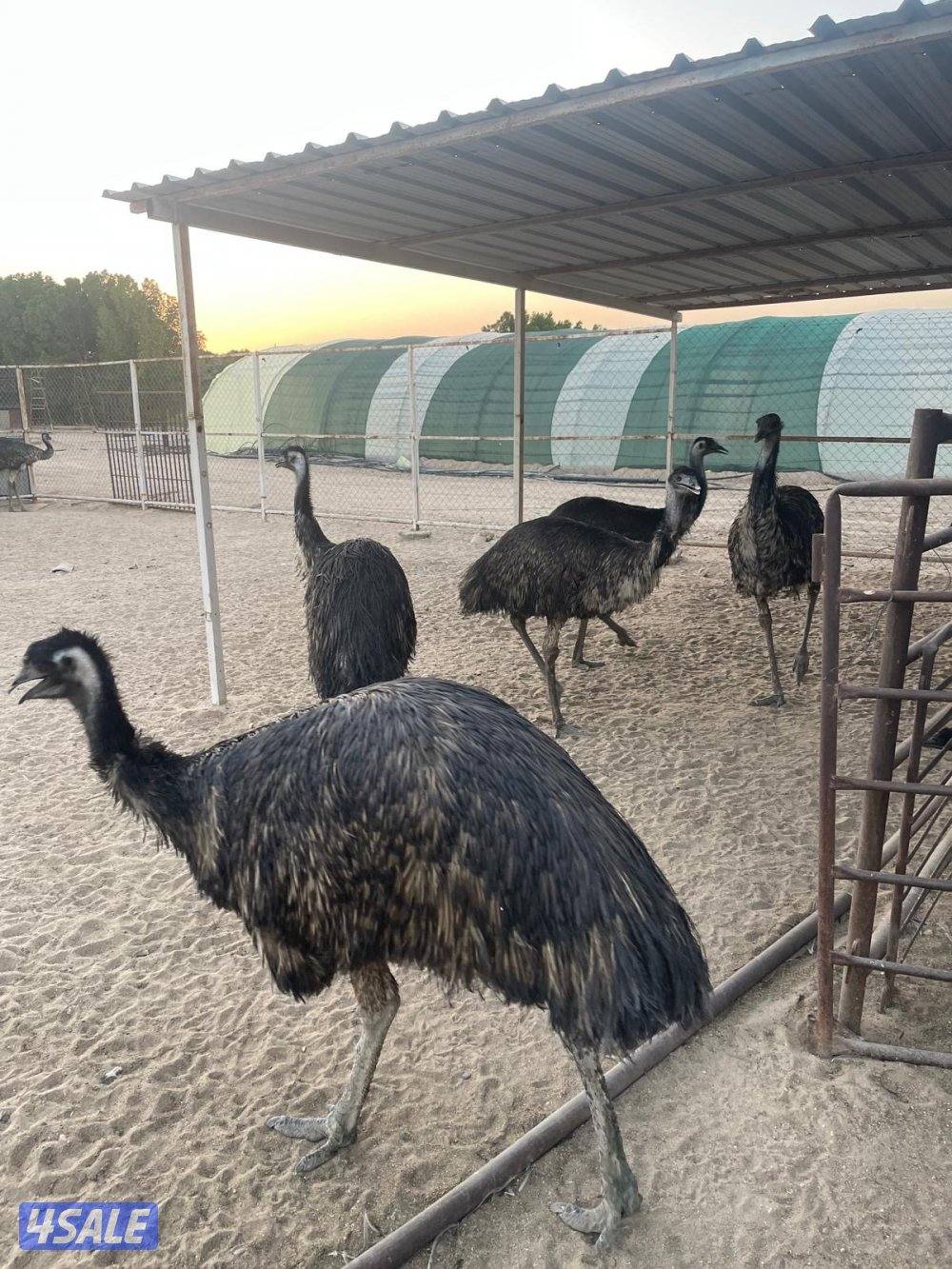 البيع نعام ايمو استرالي0