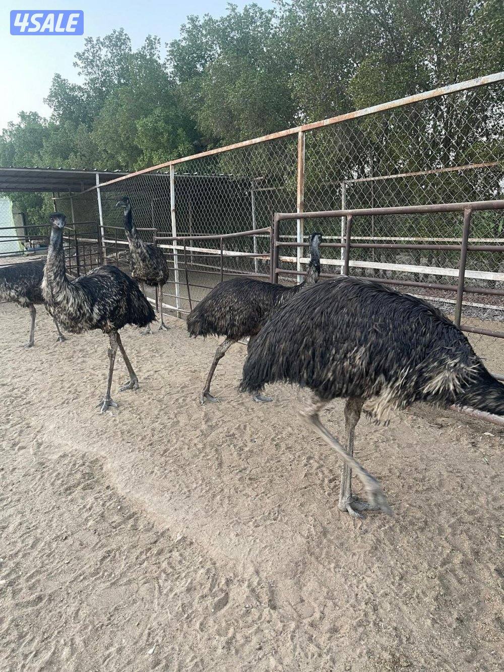 البيع نعام ايمو استرالي1