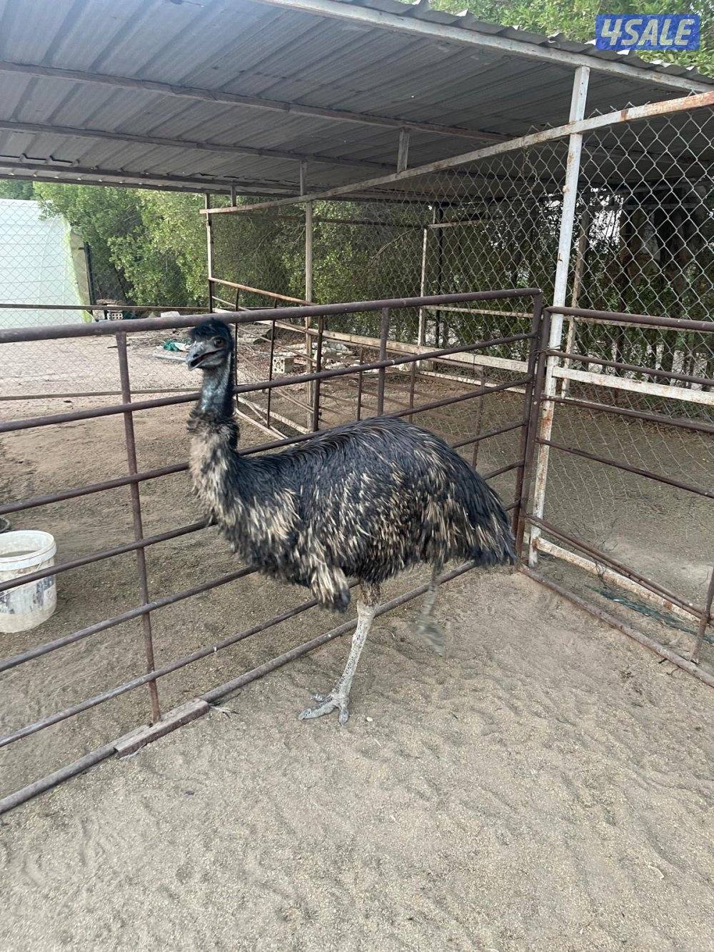 البيع نعام ايمو استرالي2