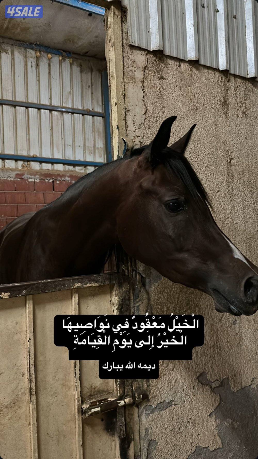 للبيع فرس دم فاخر0