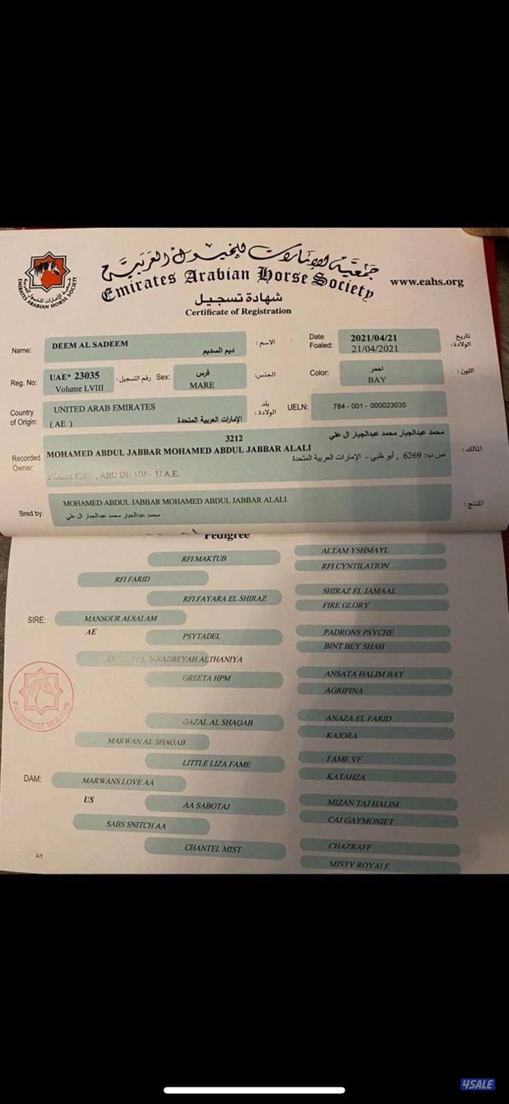 للبيع فرس بودقري فاخر مستوردة1