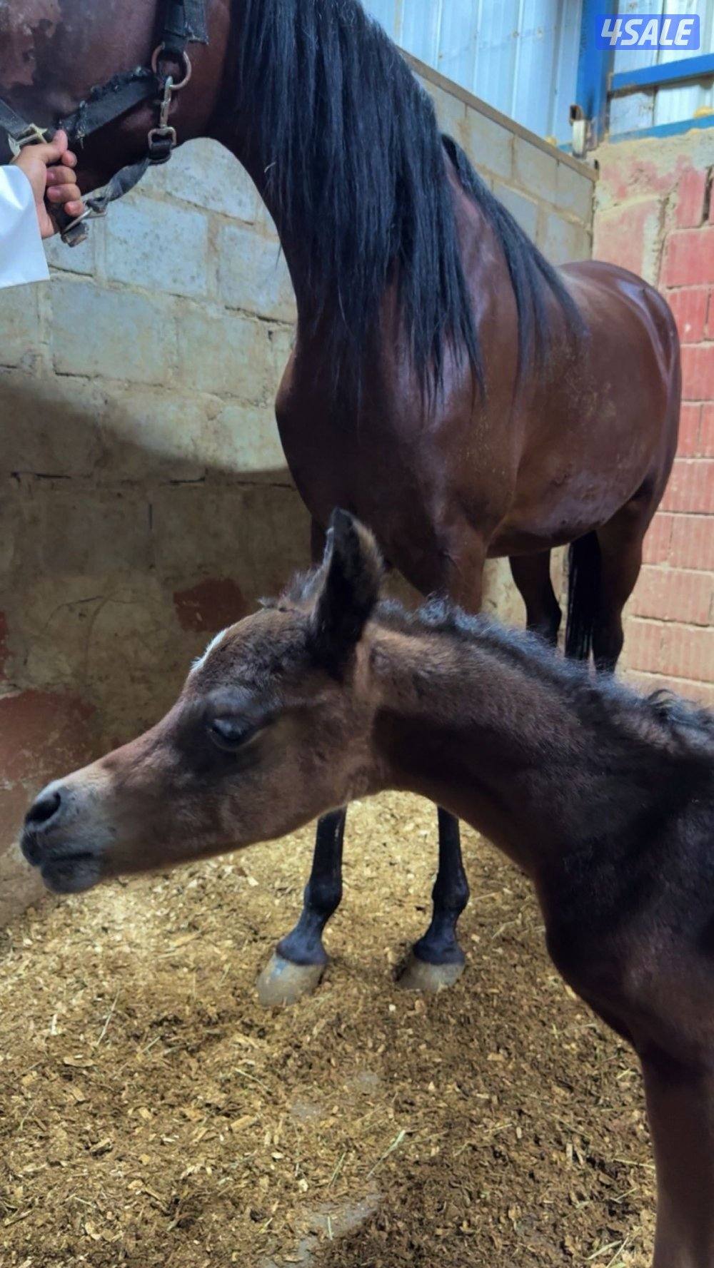 للبيع فرس بودقري فاخر مستوردة2