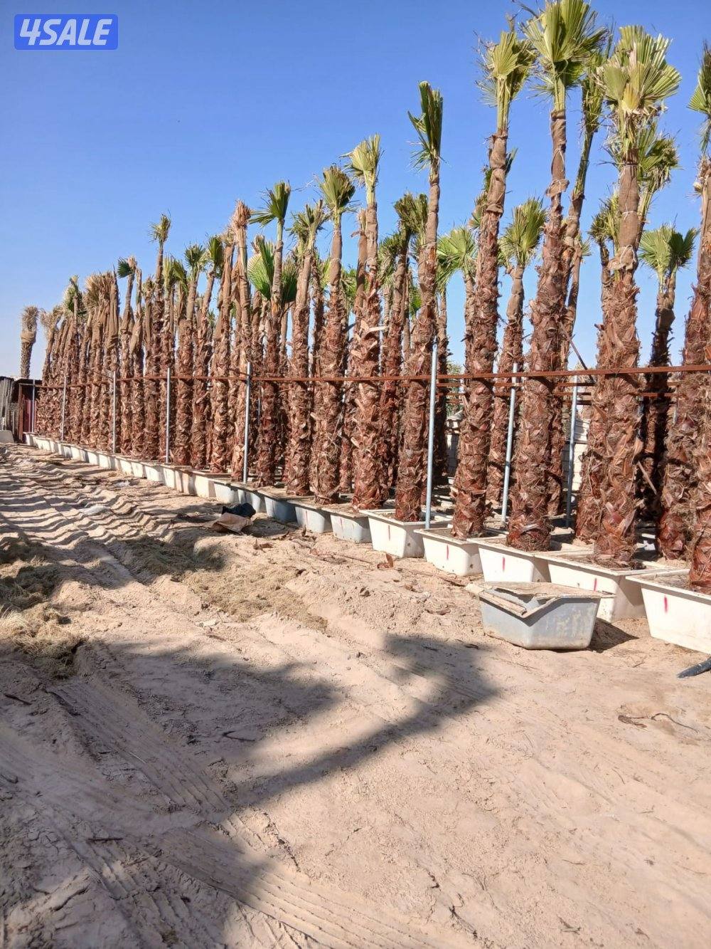 تنسيق حدائق خدمه زراعيه Garden landscaping, planting roses and trees10