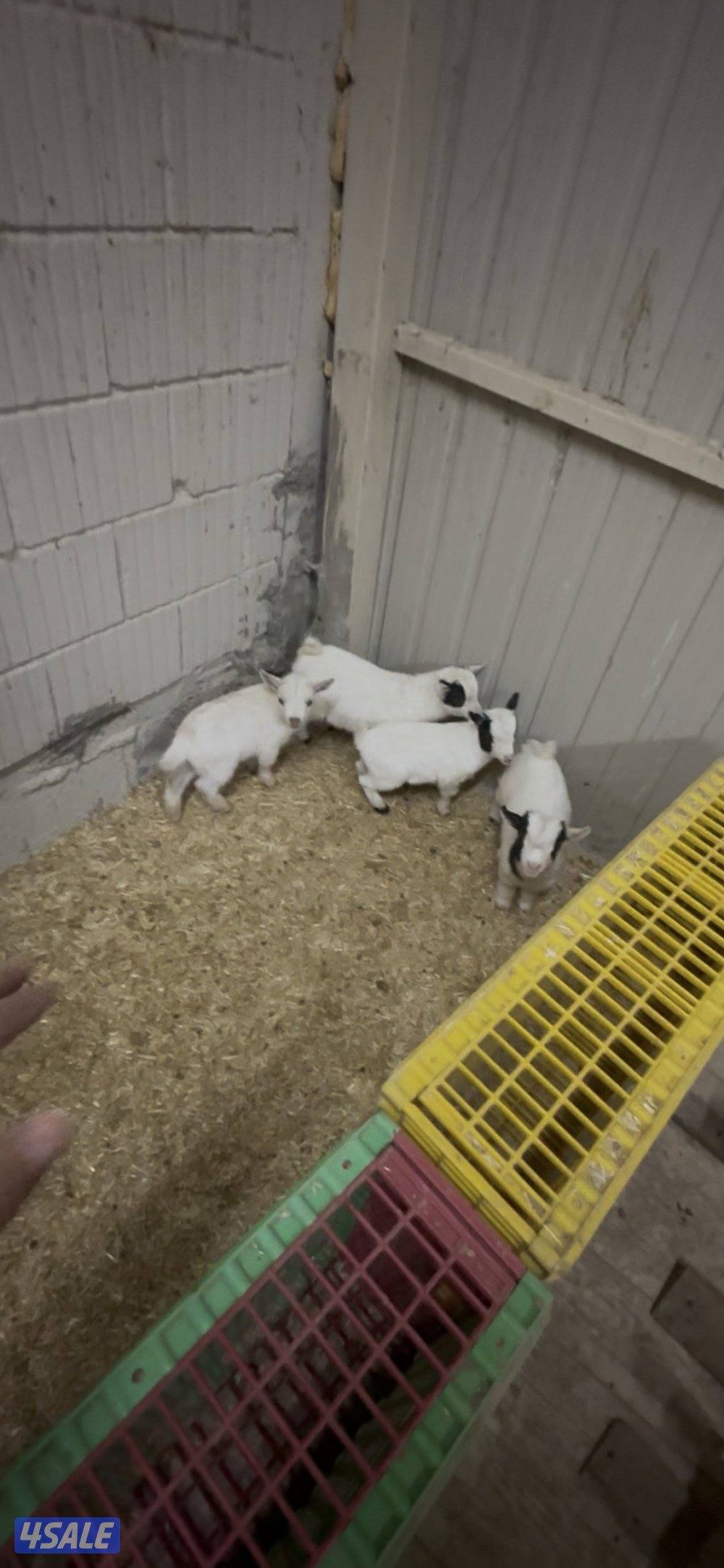 تيس جيكي حليب وياكل1