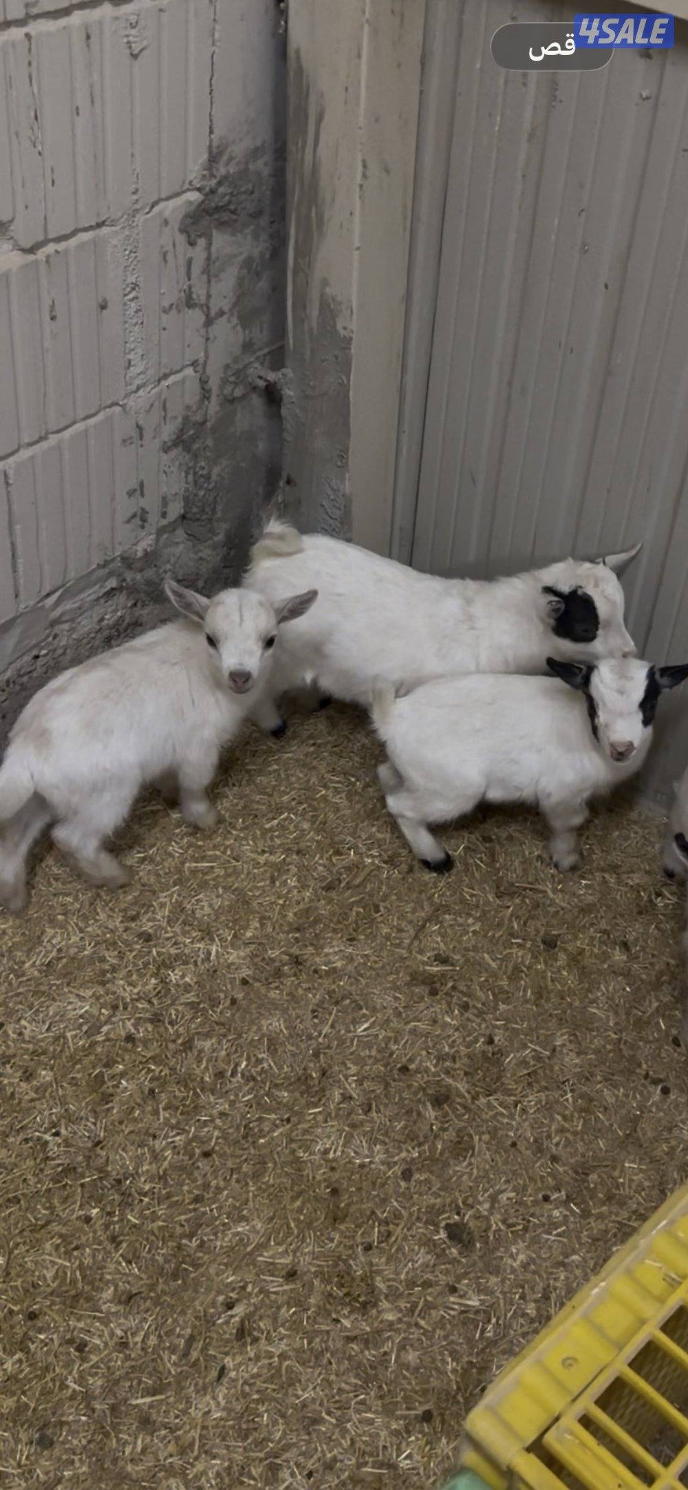 تيس جيكي حليب وياكل2