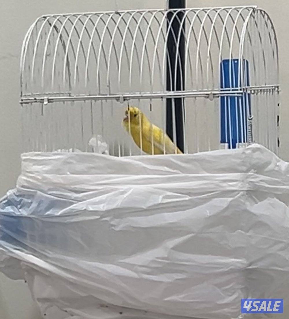 للبيع كناري روسي0