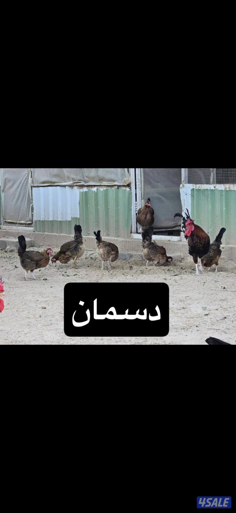 للبيع دجاج بياض منتج من حلال دسمان .وللبيع بط مصري بياض ومنتج0