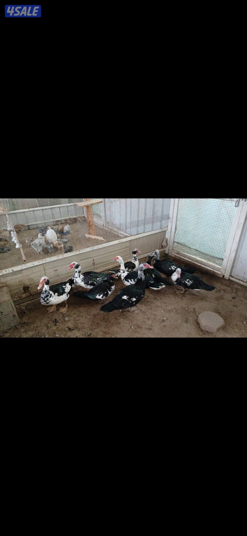 للبيع دجاج بياض منتج من حلال دسمان .وللبيع بط مصري بياض ومنتج1