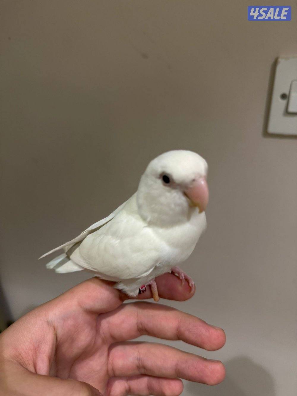 لوفبيرد البينو ربوه0