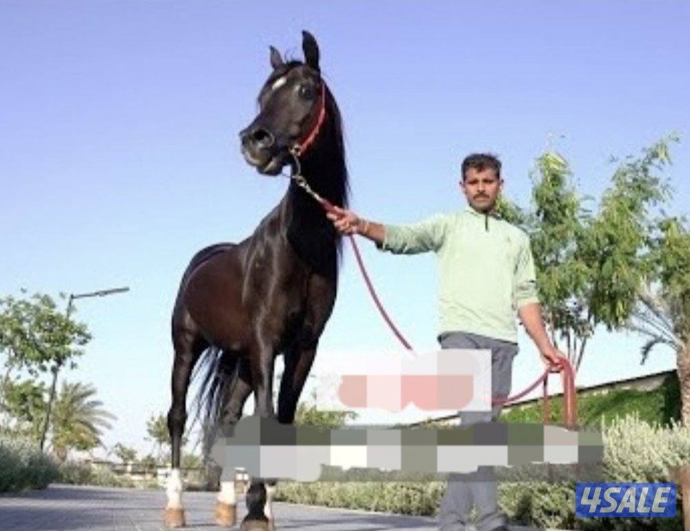 نفر مال خيل هندي خبره ميه ميه0