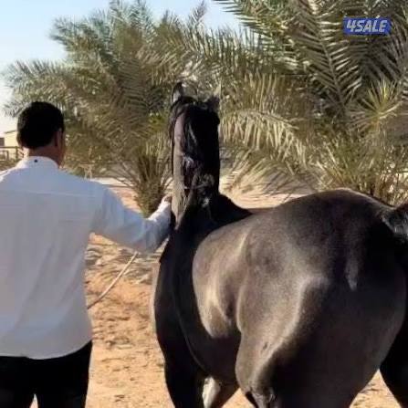 نفر مال خيل هندي خبره ميه ميه1