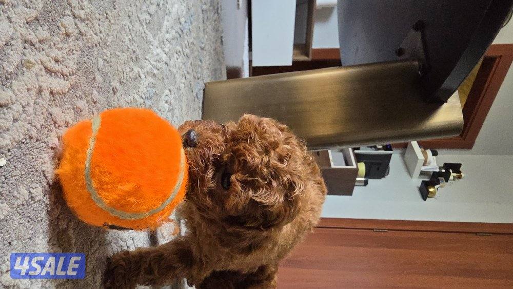 للبيع كوريان توي بودل مستوى عالي2