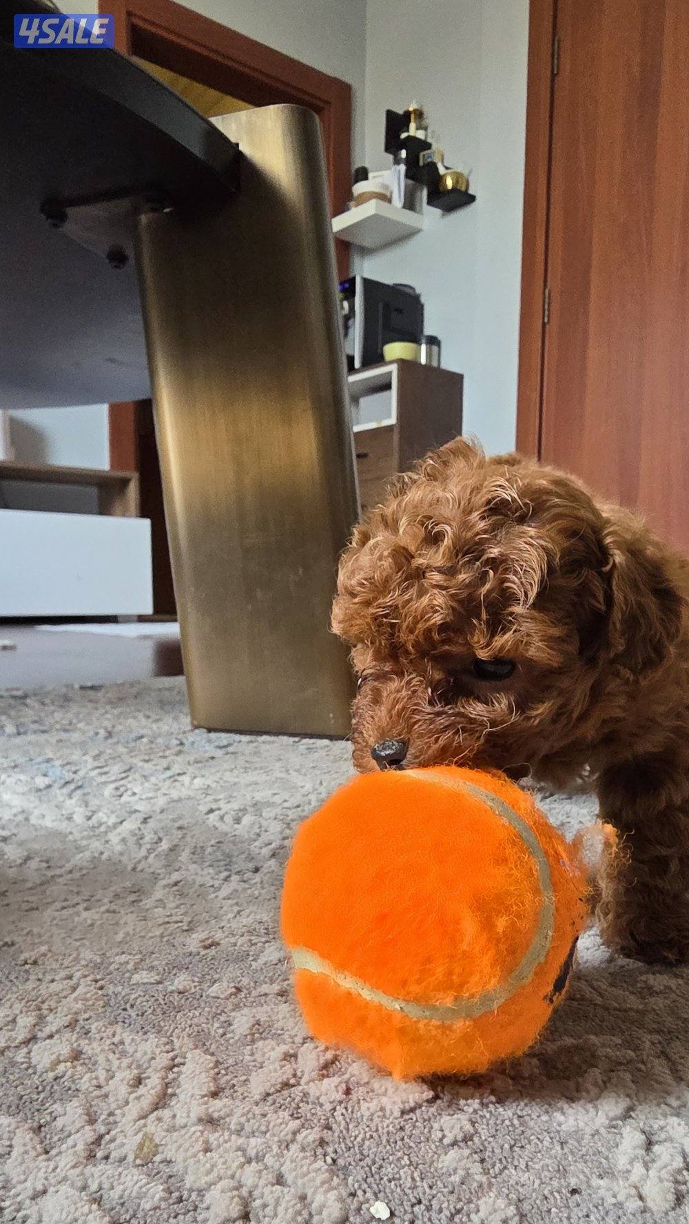 للبيع كوريان توي بودل مستوى عالي3