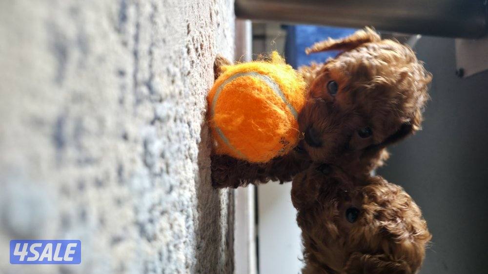 للبيع كوريان توي بودل مستوى عالي5