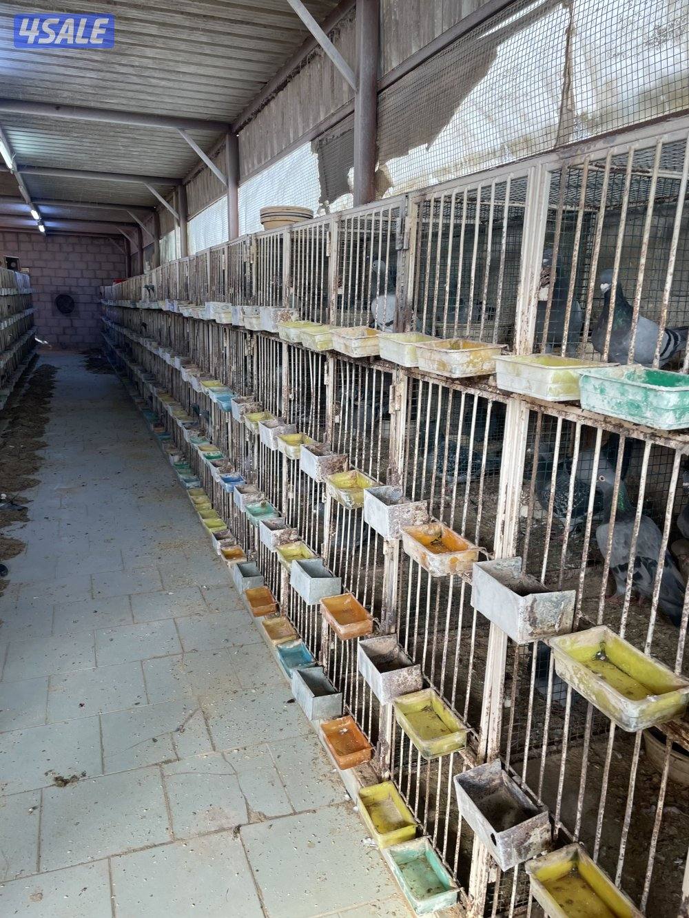 للبيع أزواج حمام زاجل منتج  مع الأقفاص حديد المعالف برا1