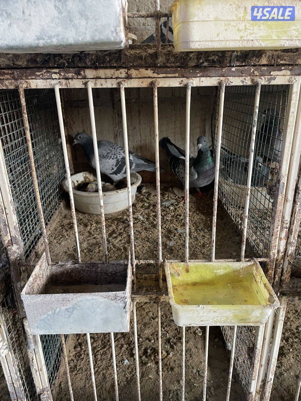 للبيع أزواج حمام زاجل منتج  مع الأقفاص حديد المعالف برا2