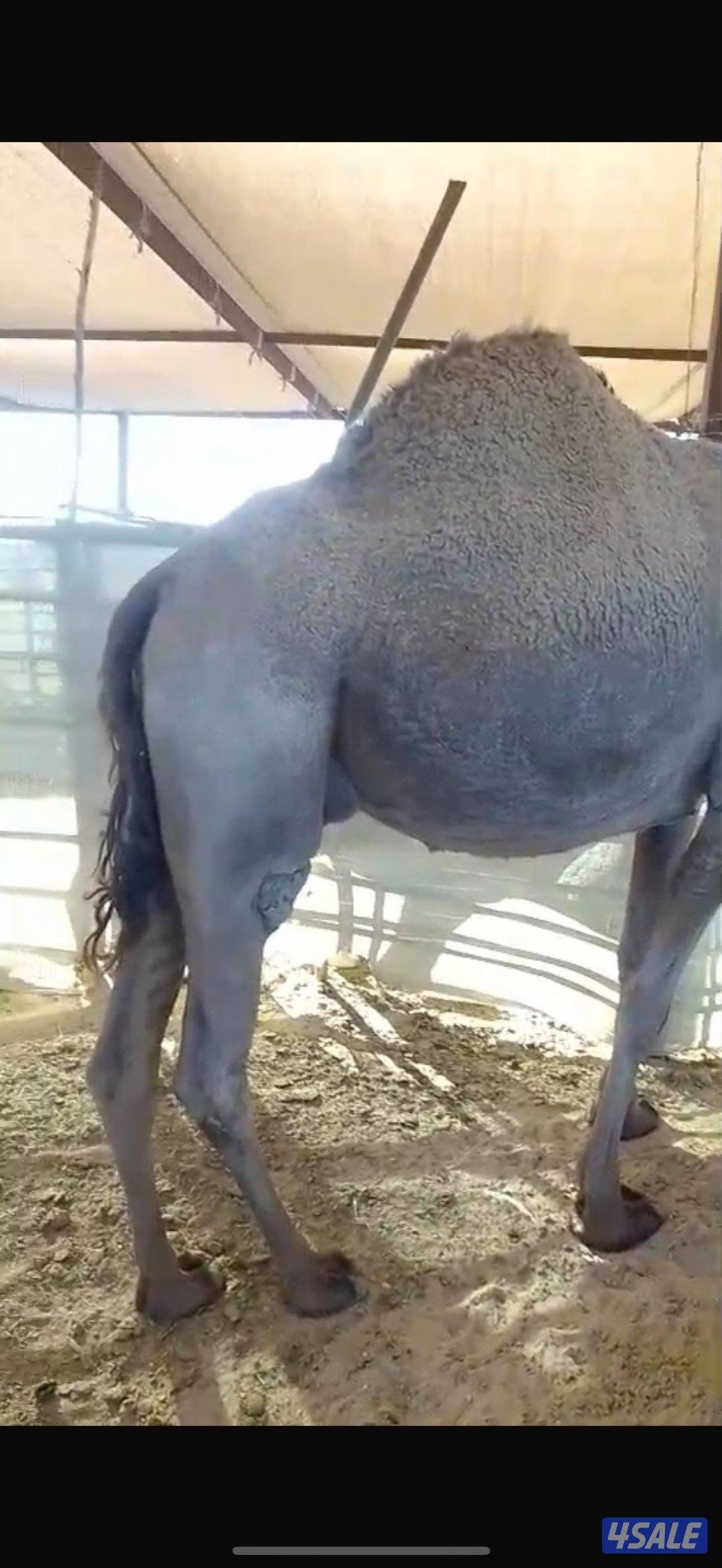 مصاغير ابل0