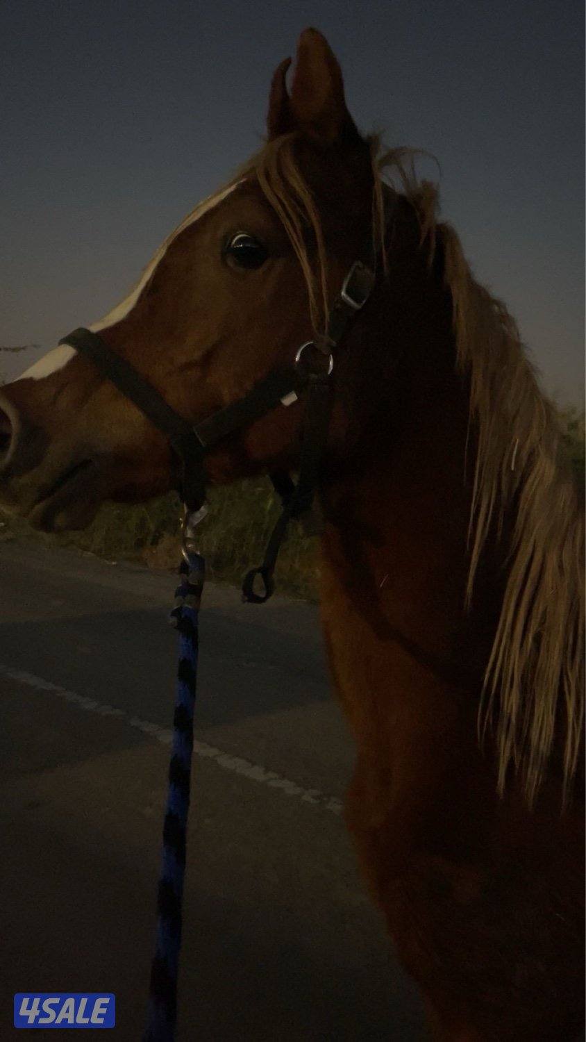 للبيع حصان بولش مع السرج0