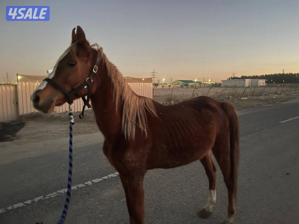 للبيع حصان بولش مع السرج1