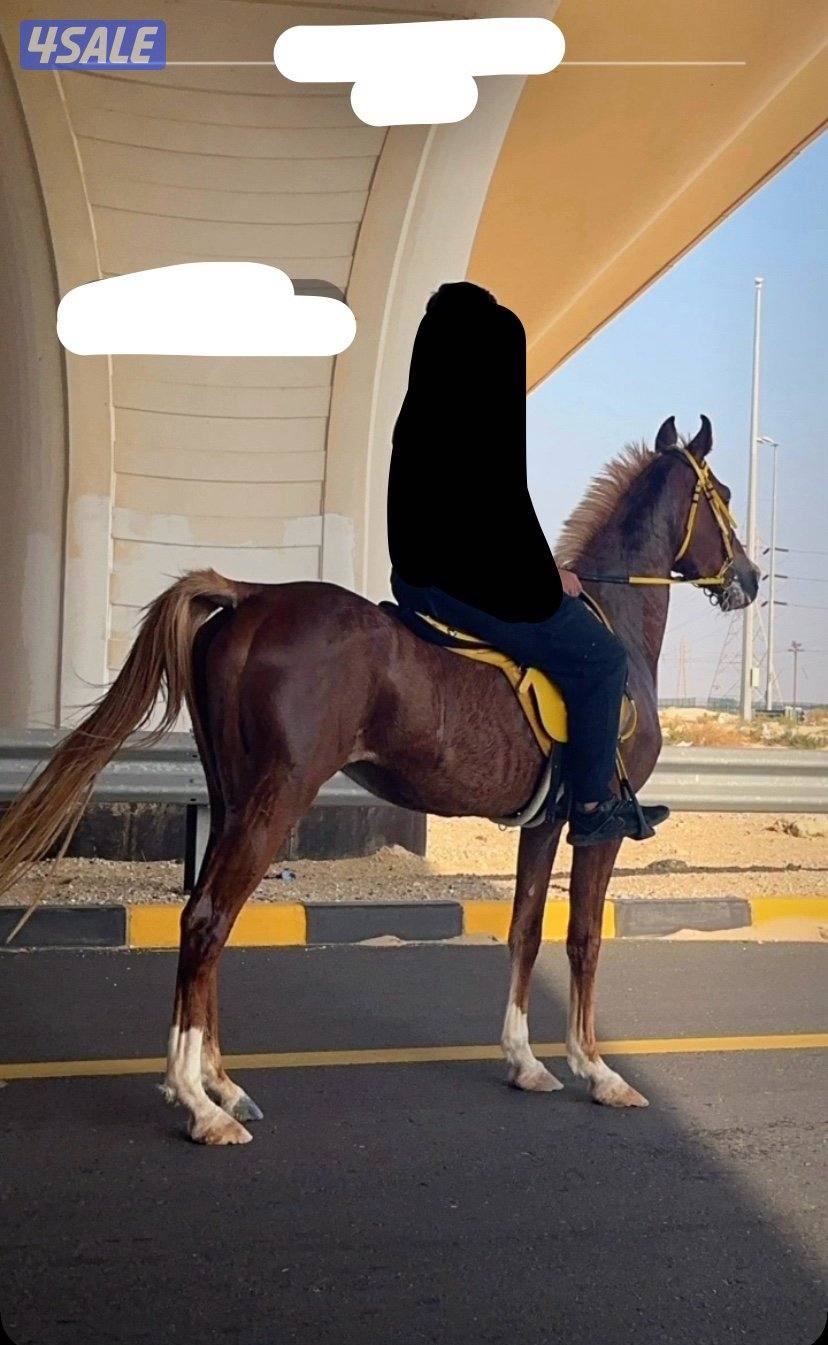 للبيع حصان بولش مع السرج2