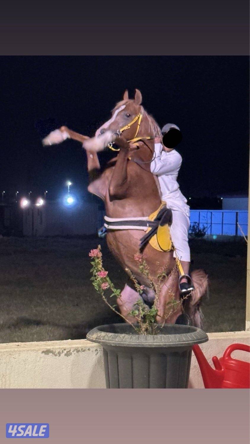 للبيع حصان بولش مع السرج3