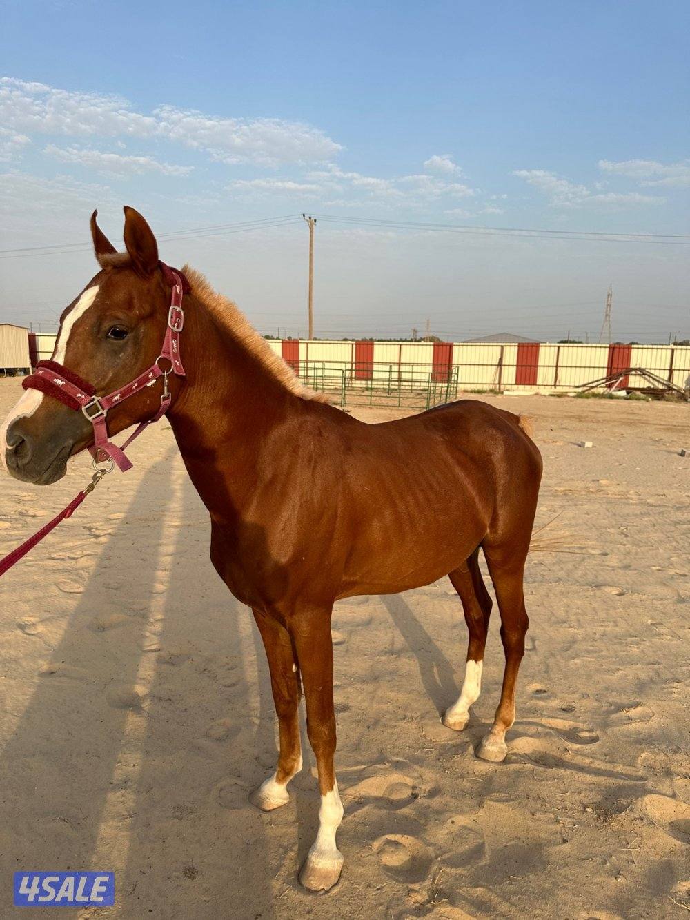 للبيع حصان بولش مع السرج5
