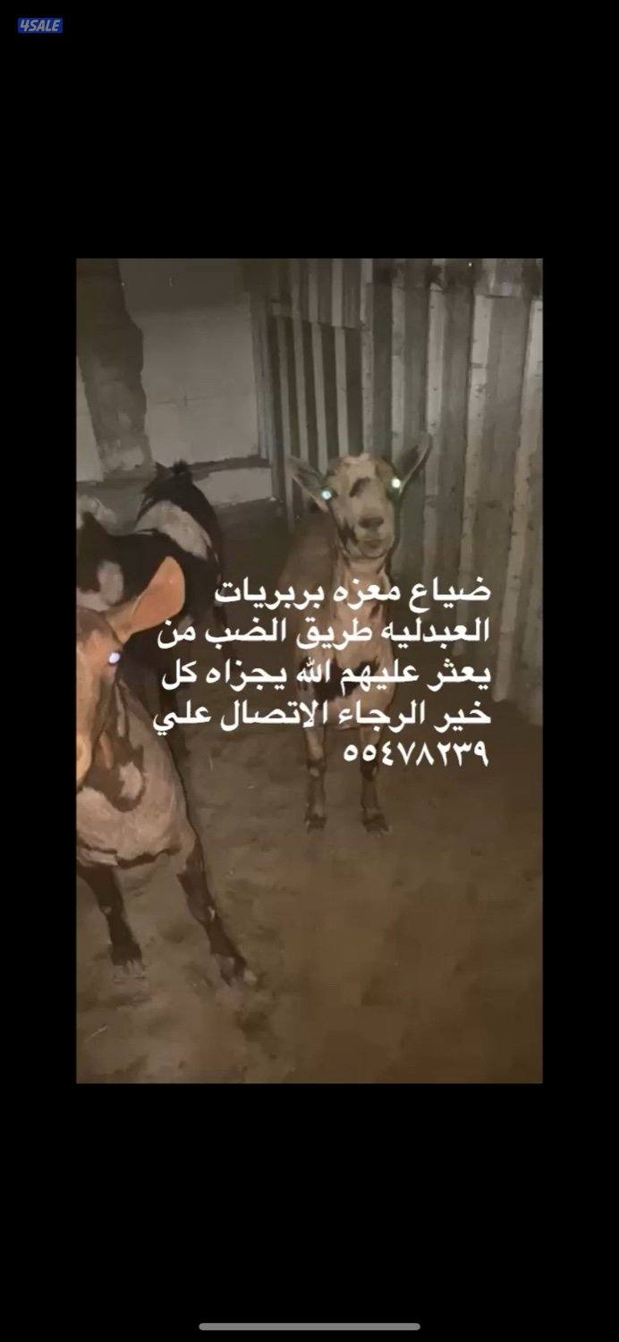 ضياع معزه بربريه0
