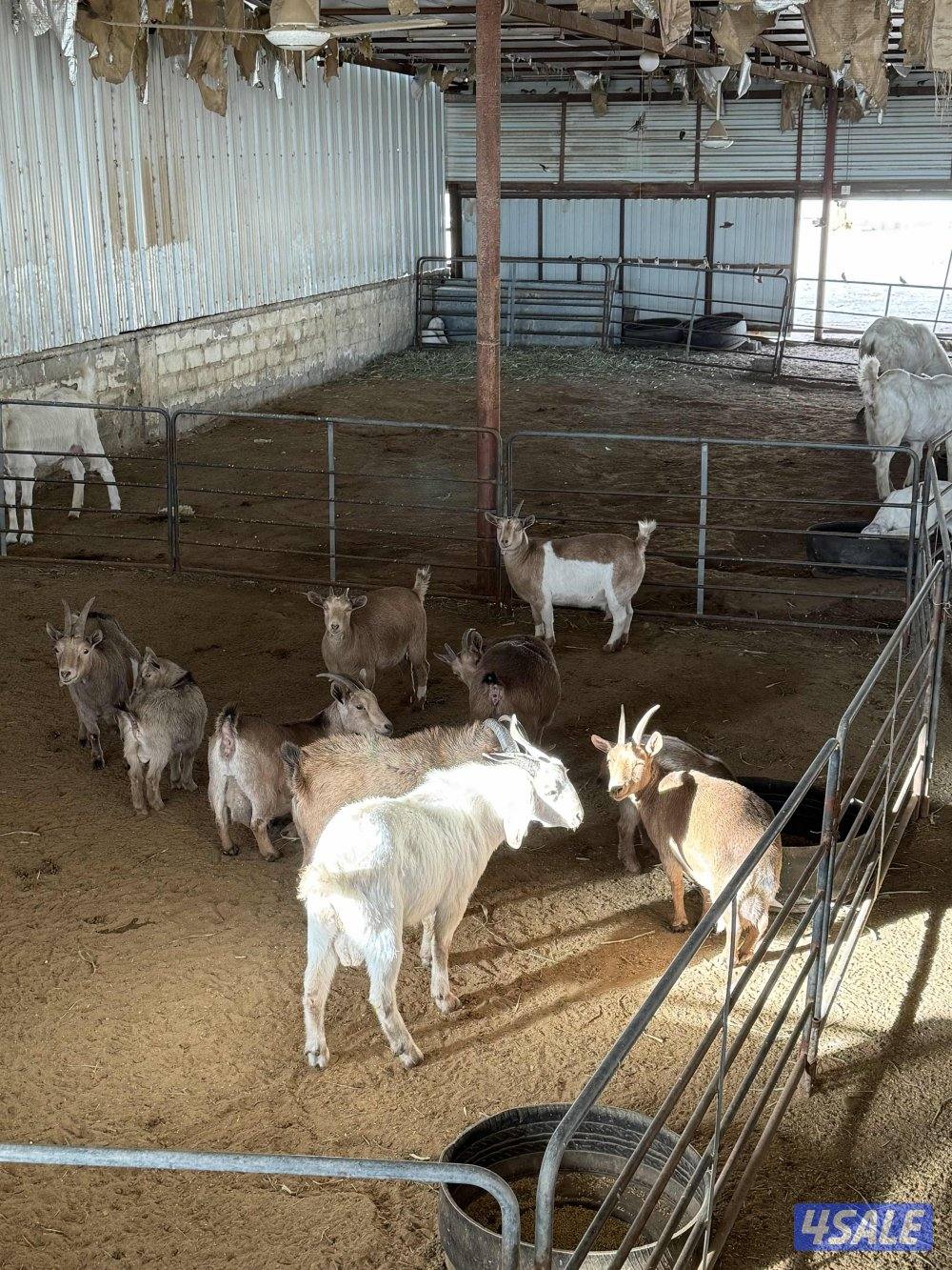 للبيع ماعز قزم ( چيكيات ) 🐐0