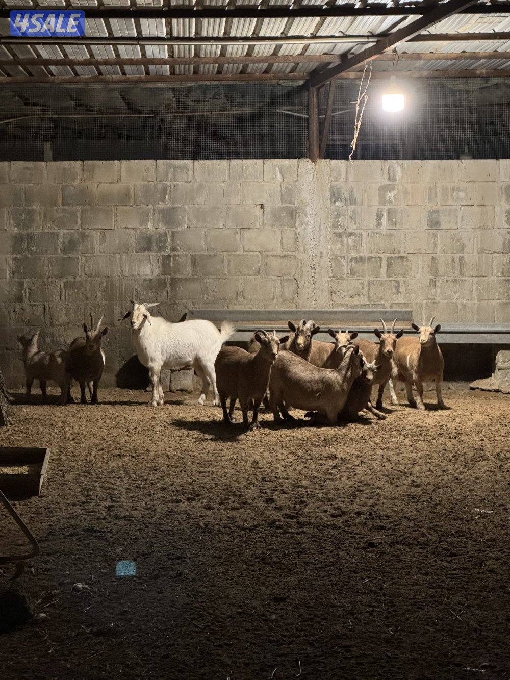 للبيع ماعز قزم ( چيكيات ) 🐐1