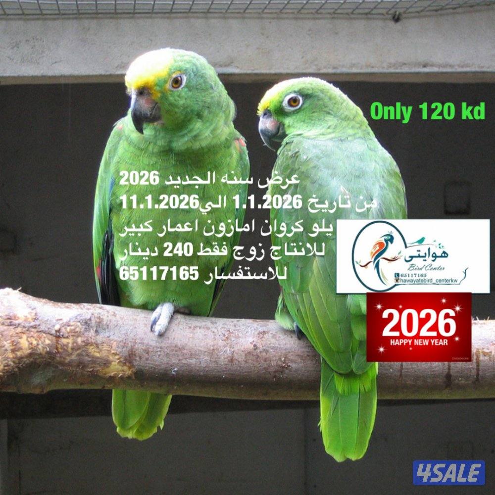 امازون، فينش2