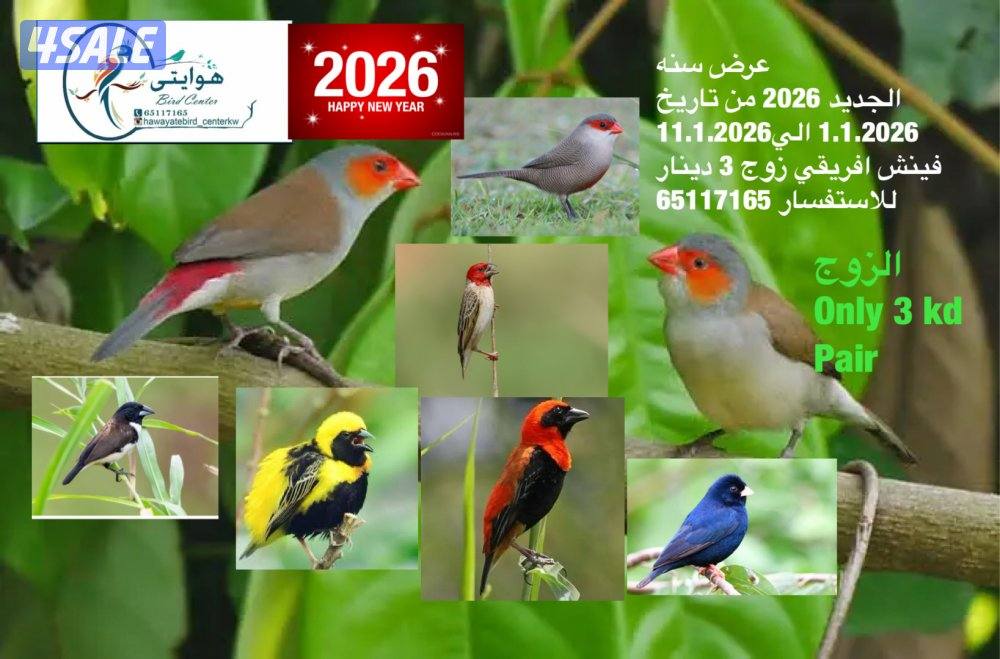 امازون، فينش3