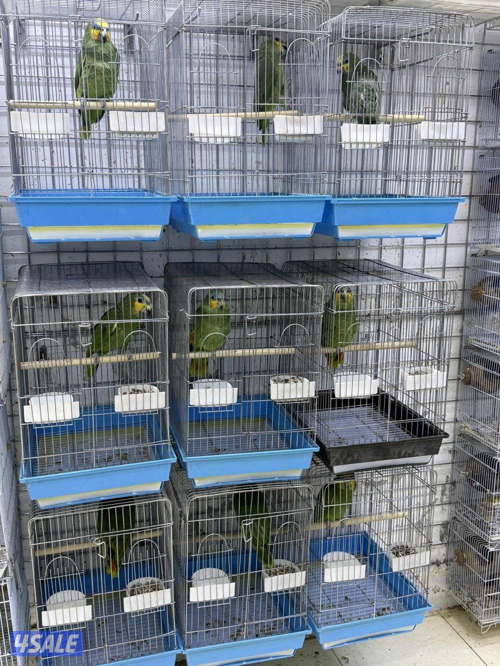 امازون، فينش4