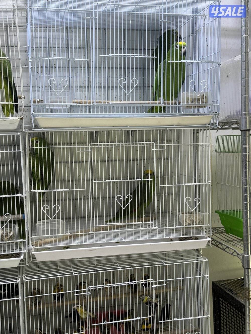 امازون، فينش6