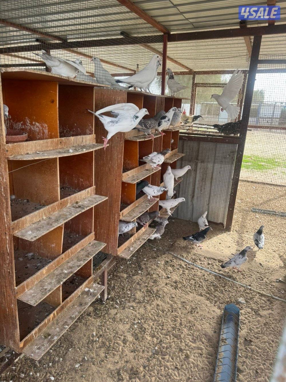 حمام للبيع انواع واحجام2