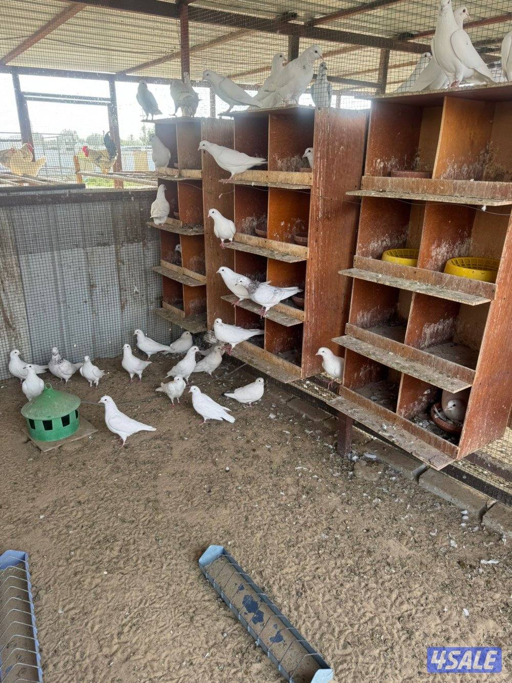 حمام للبيع انواع واحجام1