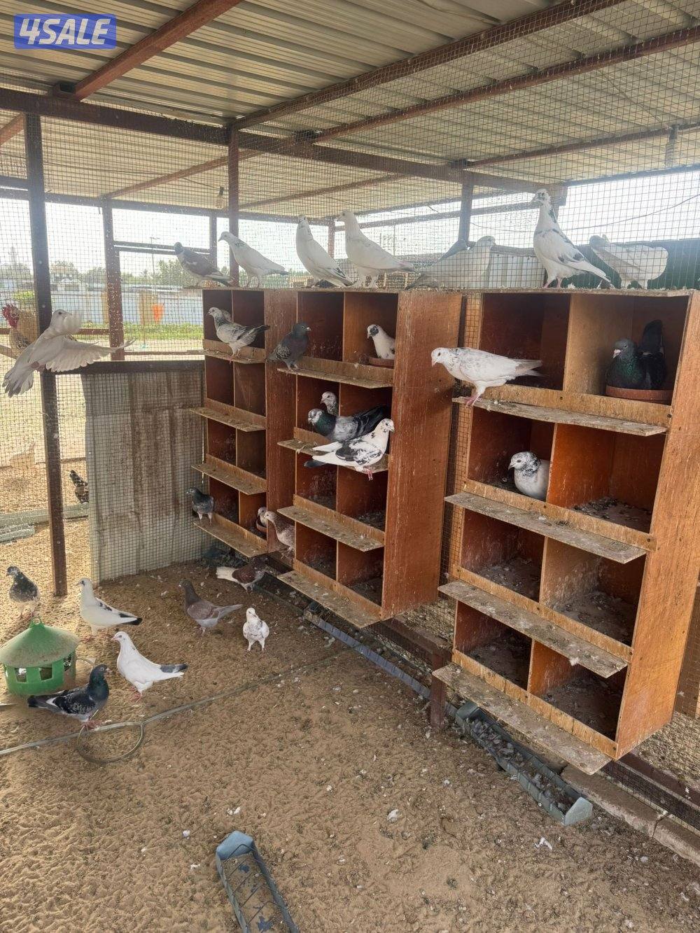 حمام للبيع انواع واحجام3