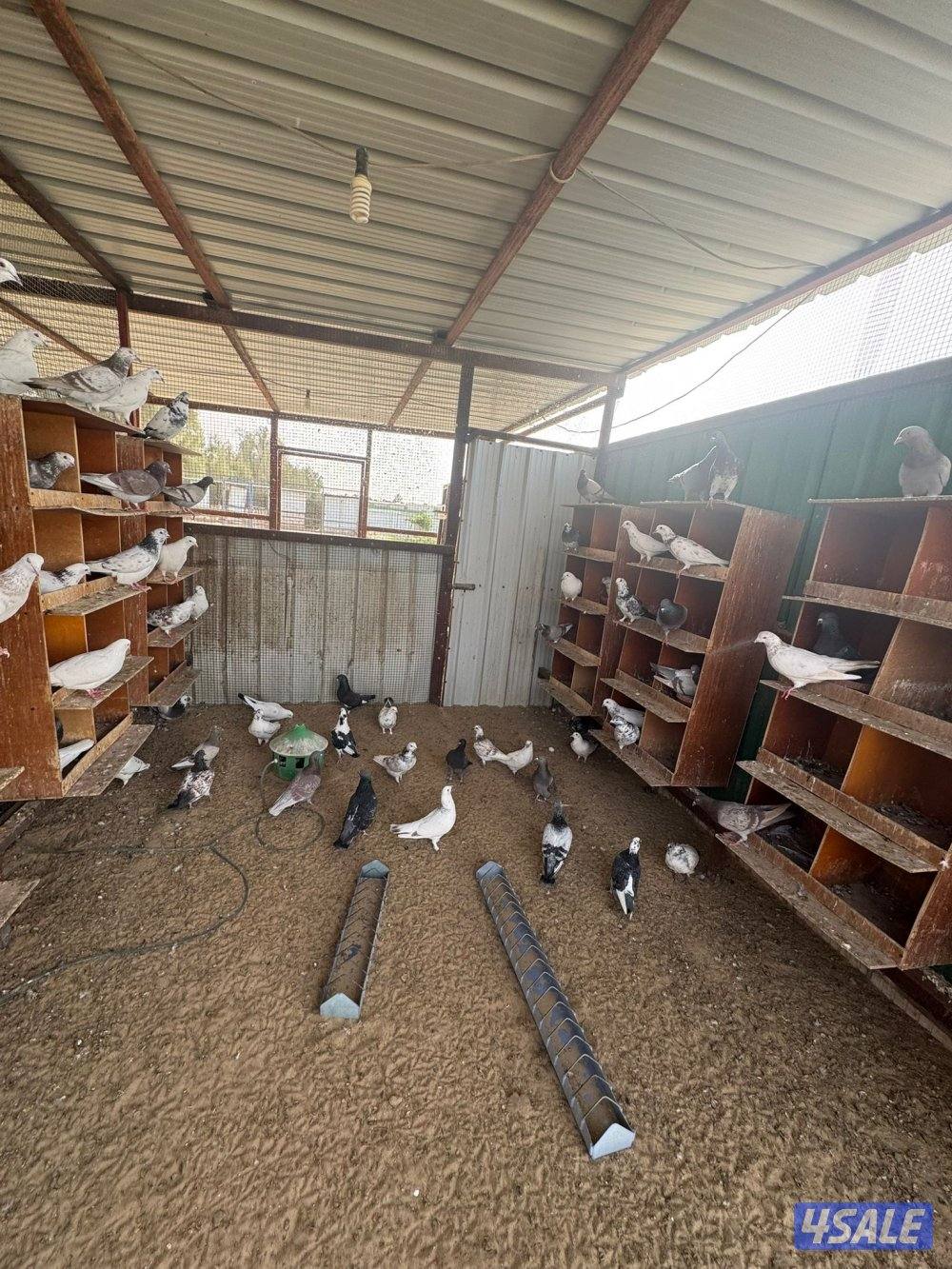 حمام للبيع انواع واحجام4