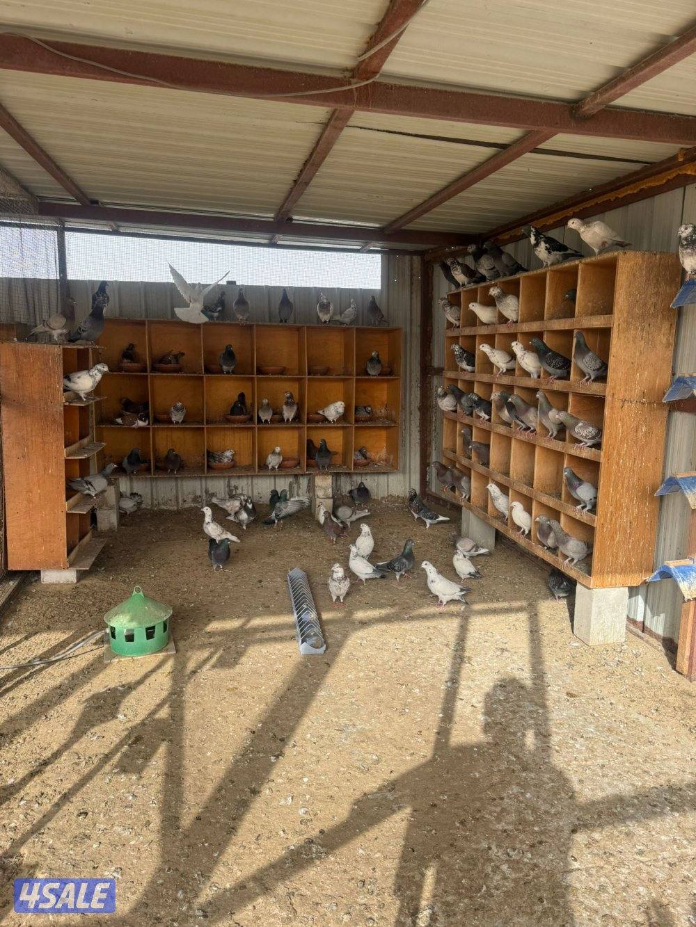 حمام للبيع انواع واحجام5