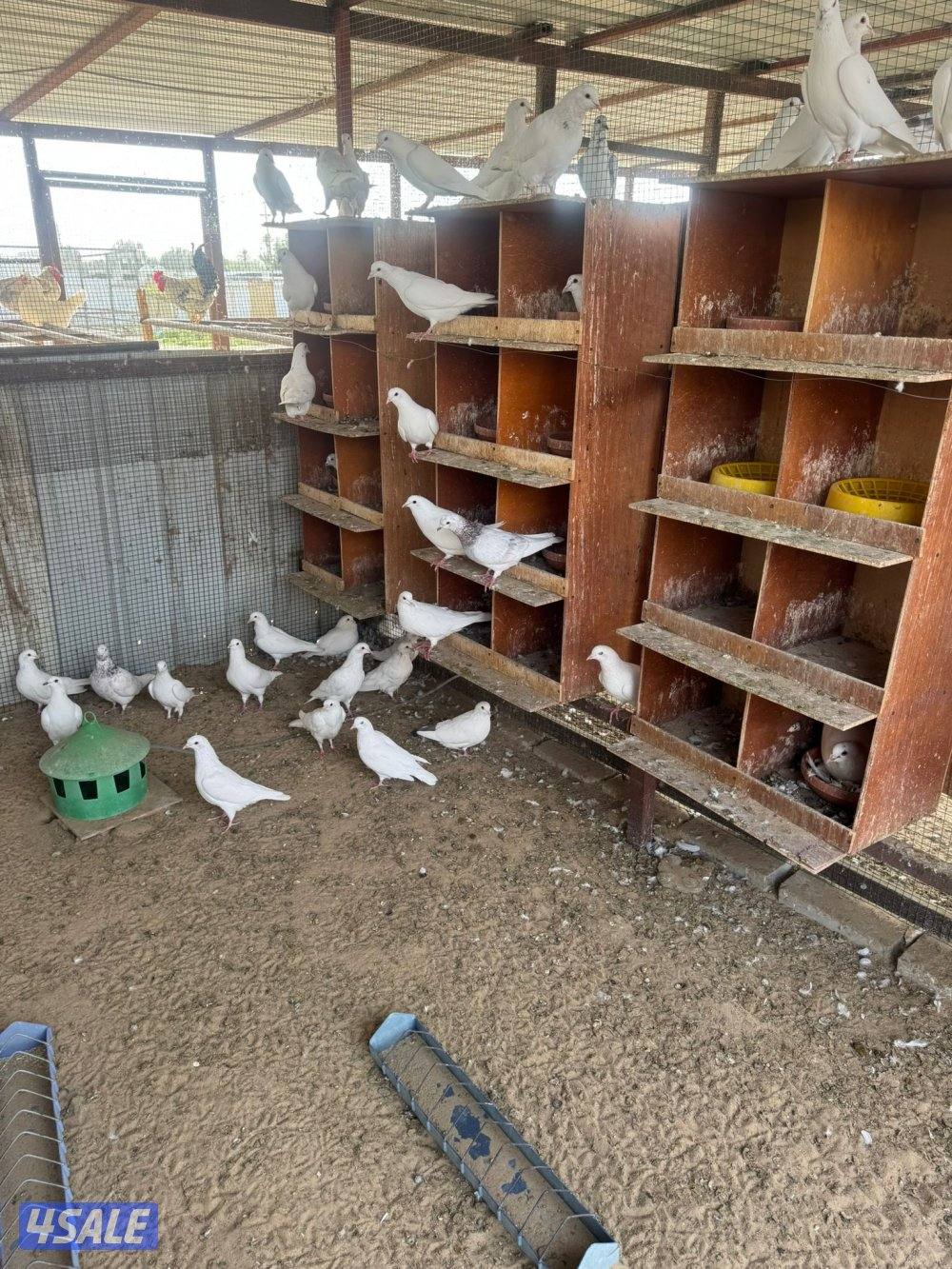 حمام للبيع انواع واحجام6